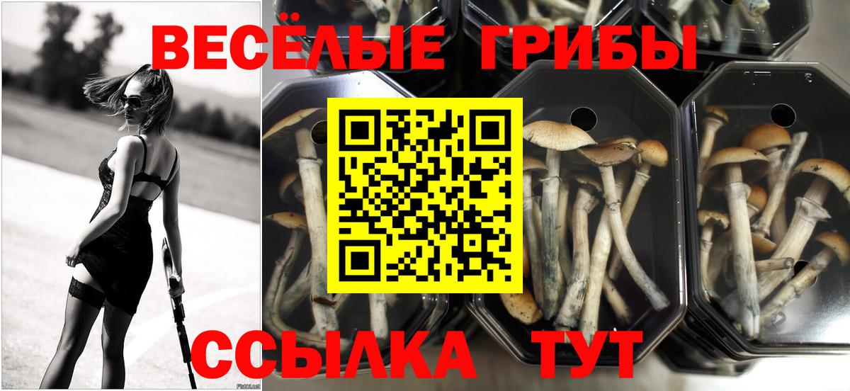 Псилоцибиновые грибы Psilocybe  Псилоцибиновые грибы мухоморы  Северск  дарнет шоп  Вход с VPN 